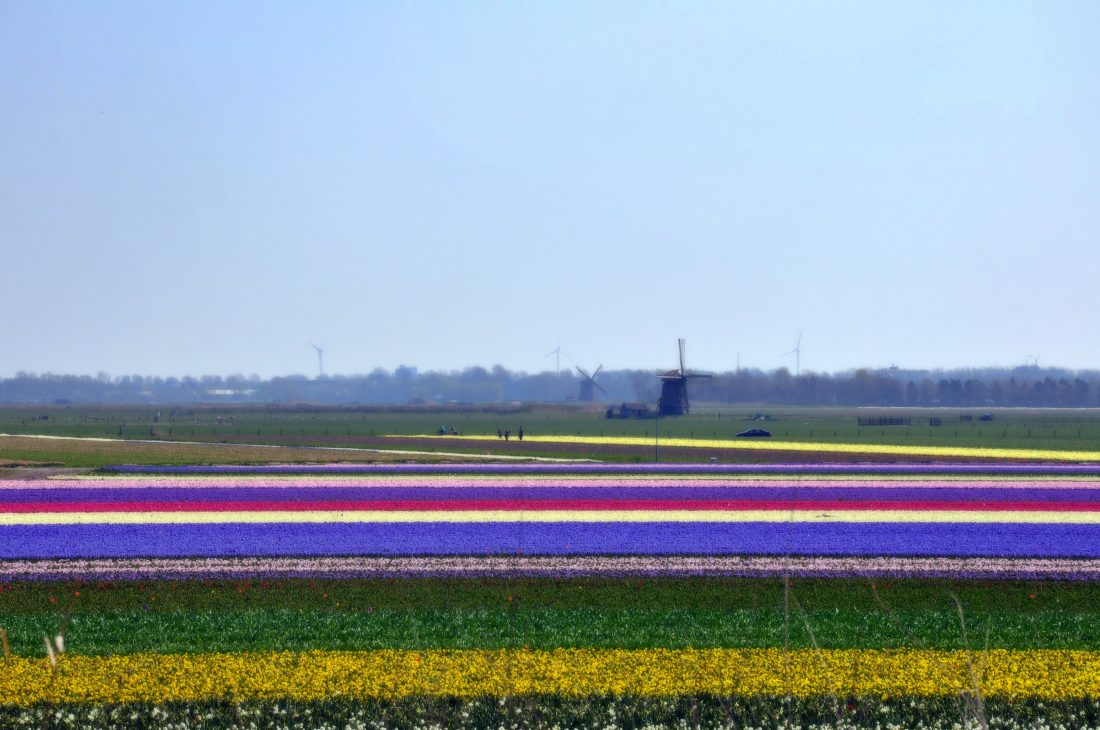 Noord Holland : Tulpen iin Egmond aan den Hoef 